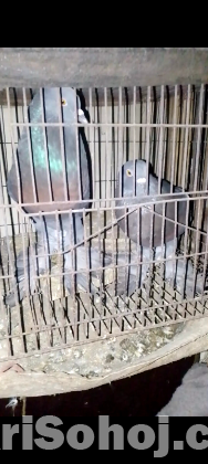 পুটার রানিং কবুতর